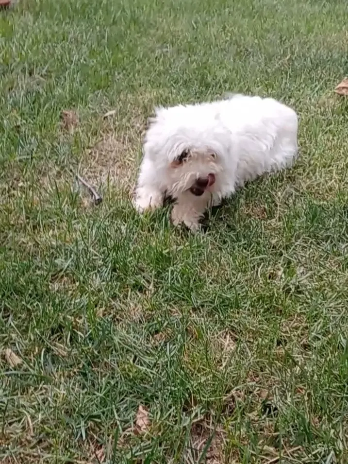 Catelusa bichon maltez toy