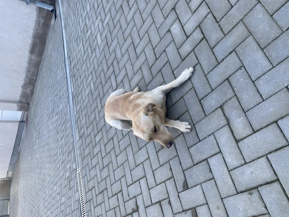 vând 2 caini labrador și goldan 