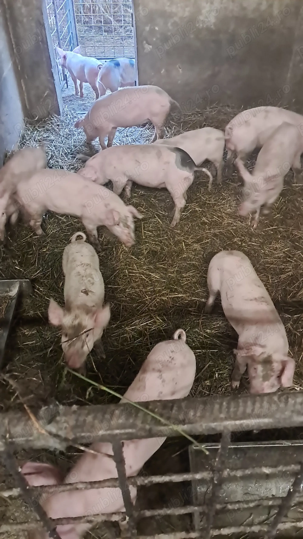 Purcei de vanzare Purcei de vanzare