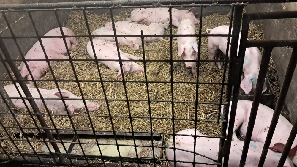 Purcei si scrifite gestante