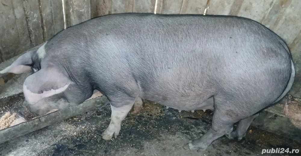 vând porci  vând porci