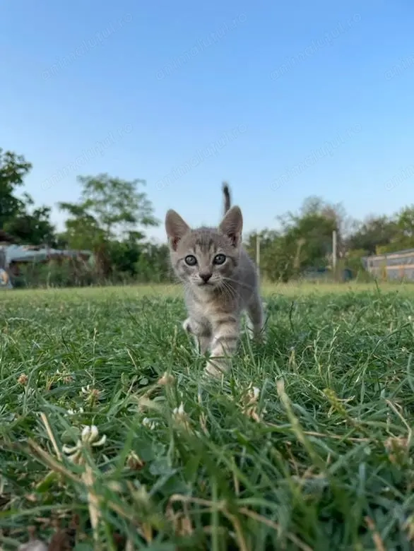 Pui de pisica drăguți 