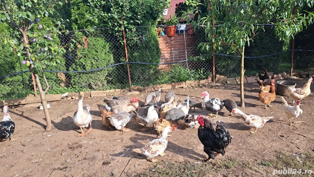 Vand  găini,rațe,gâște, bibilici! Vand  găini,rațe,gâște, bibilici!