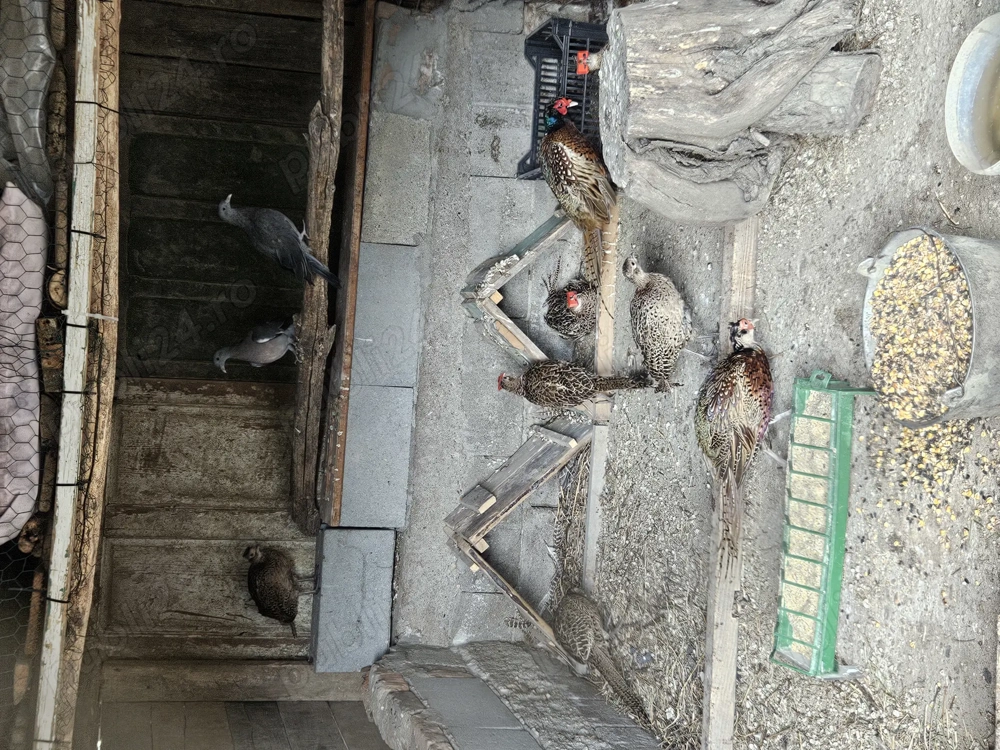 Fazan comun tineret.