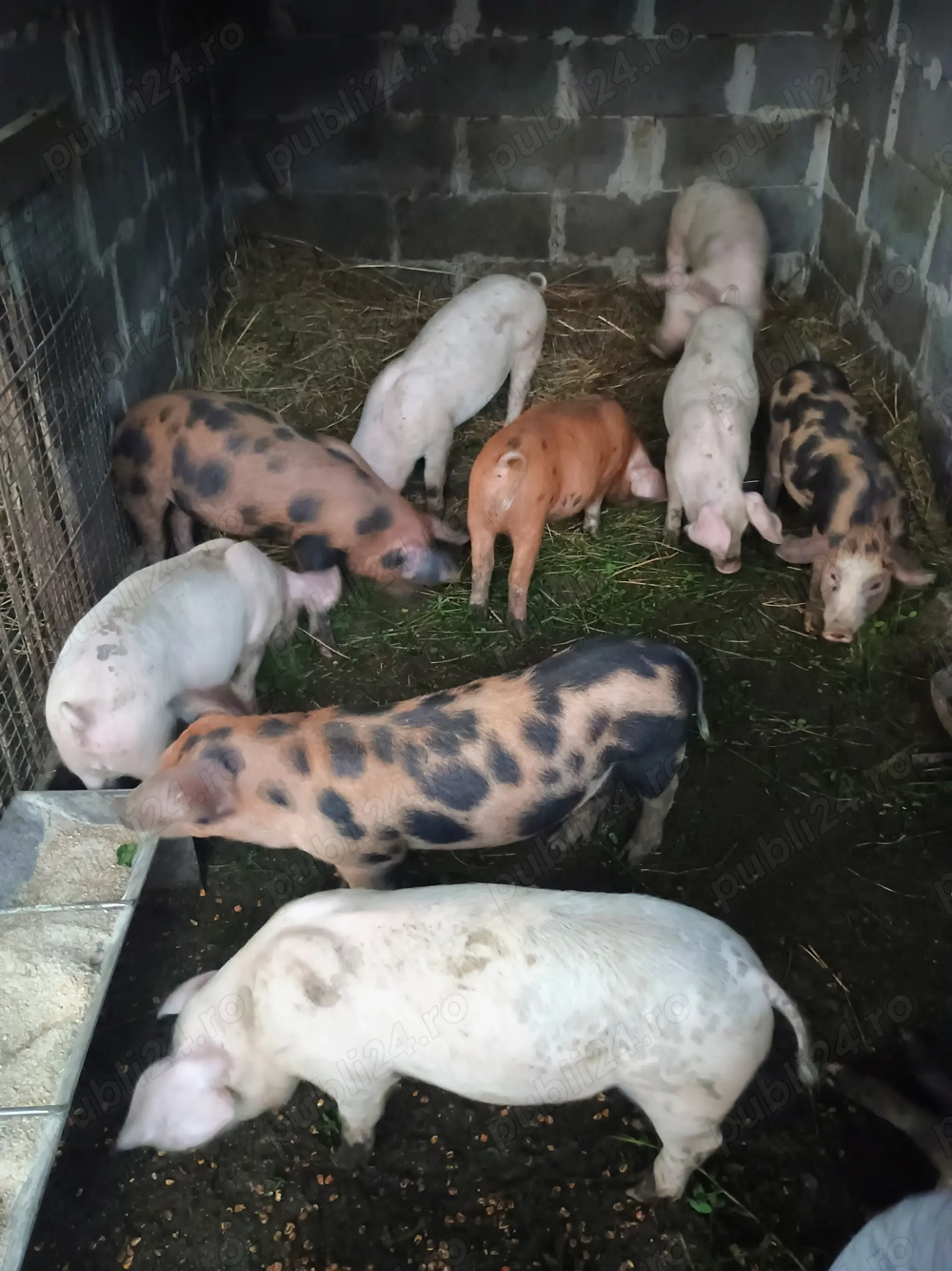 Purcei de vânzare  Purcei de vânzare