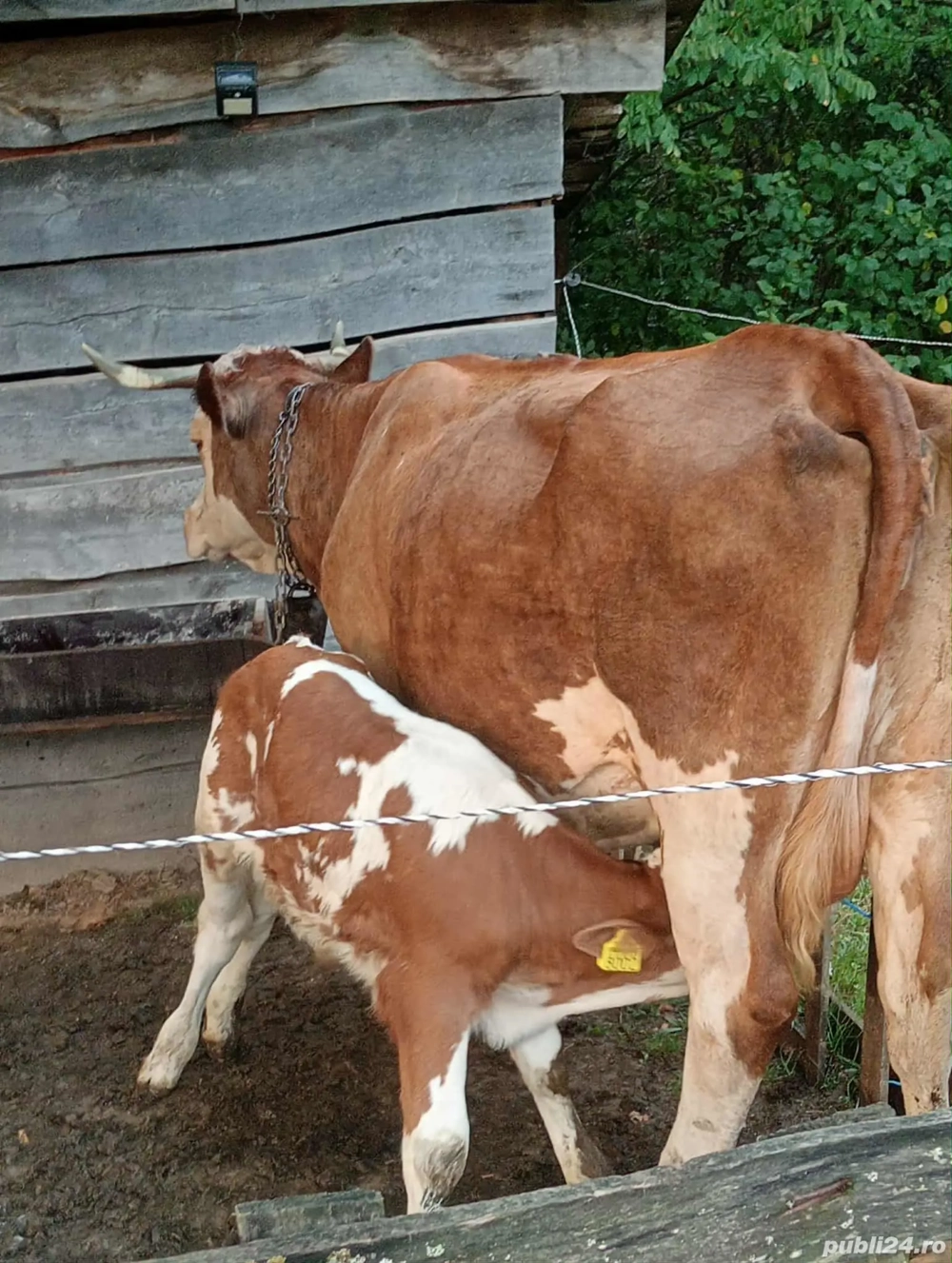 vaci cu lapte cu sau fără viței 