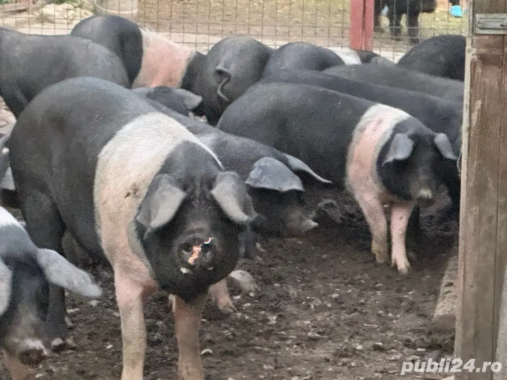 soldani Bazna originali !! 17 săptămâni