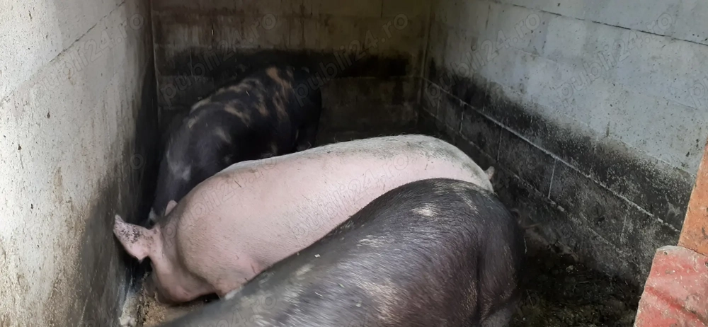 Porci de vânzare !!!!!