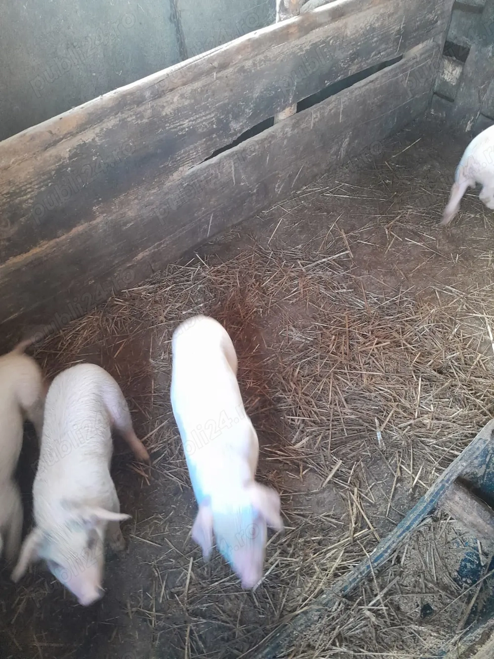 Purceii de vanzare varsta doua luni 