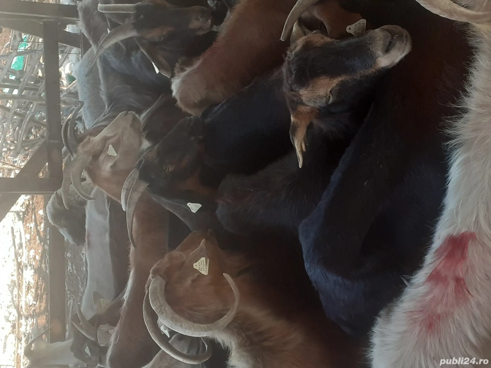 de vinzare de vinzare