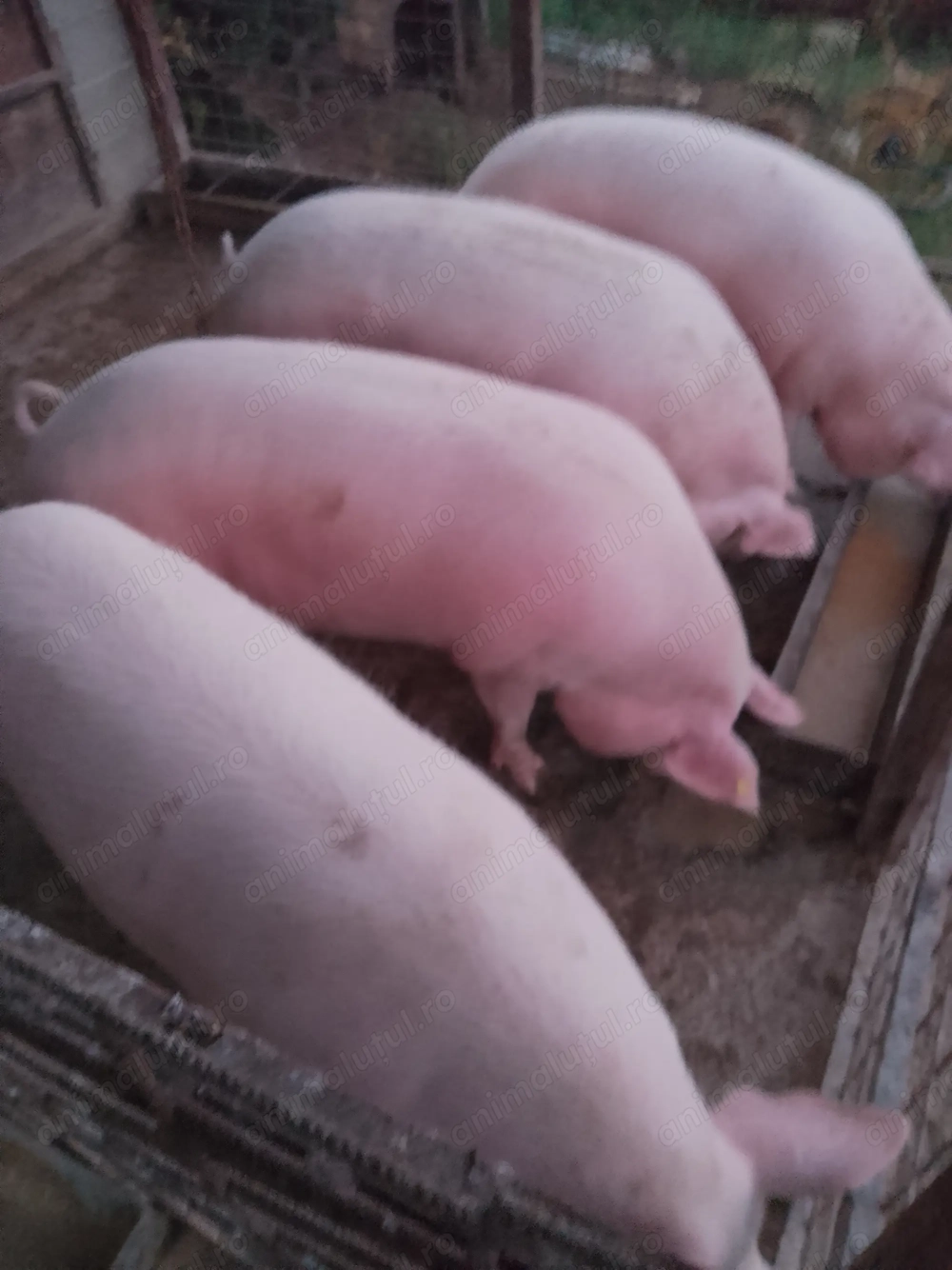 Vând porci landrace