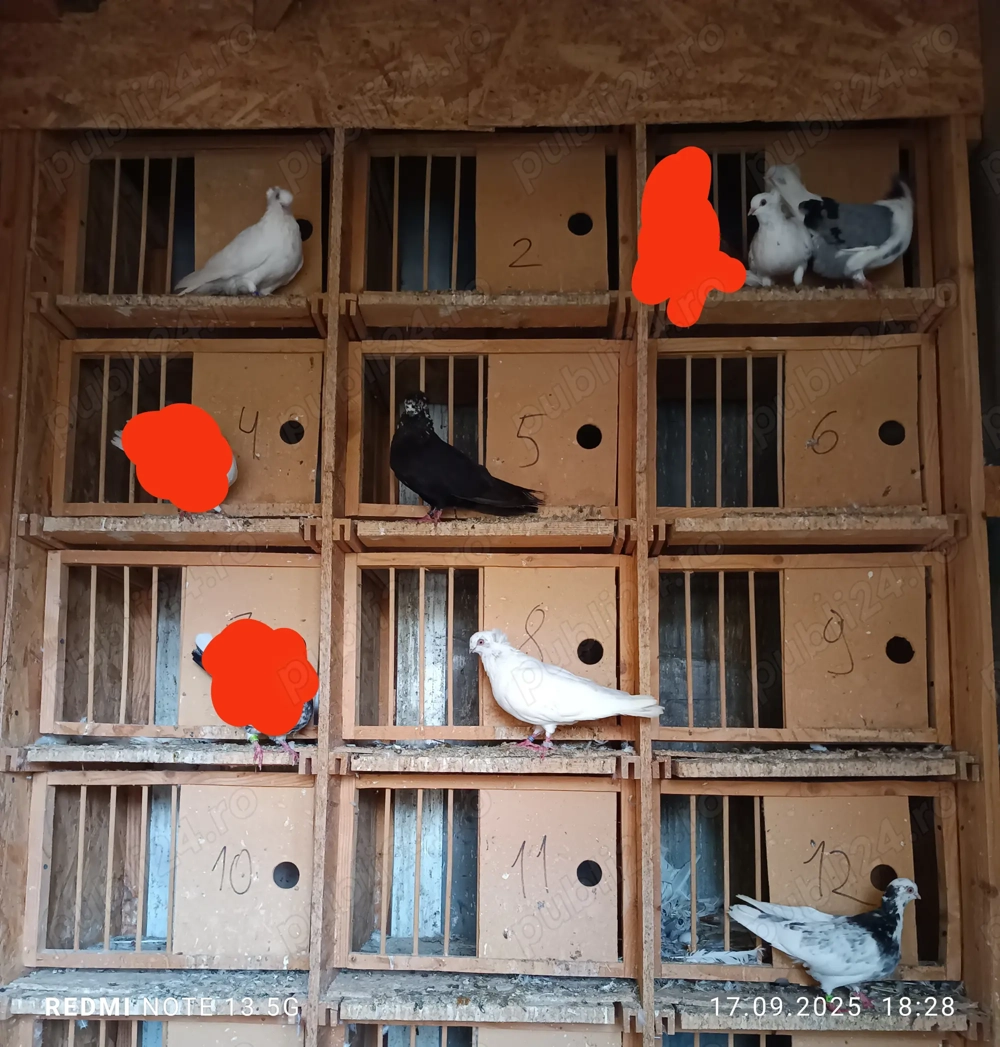 Jucători de amara 15 lei