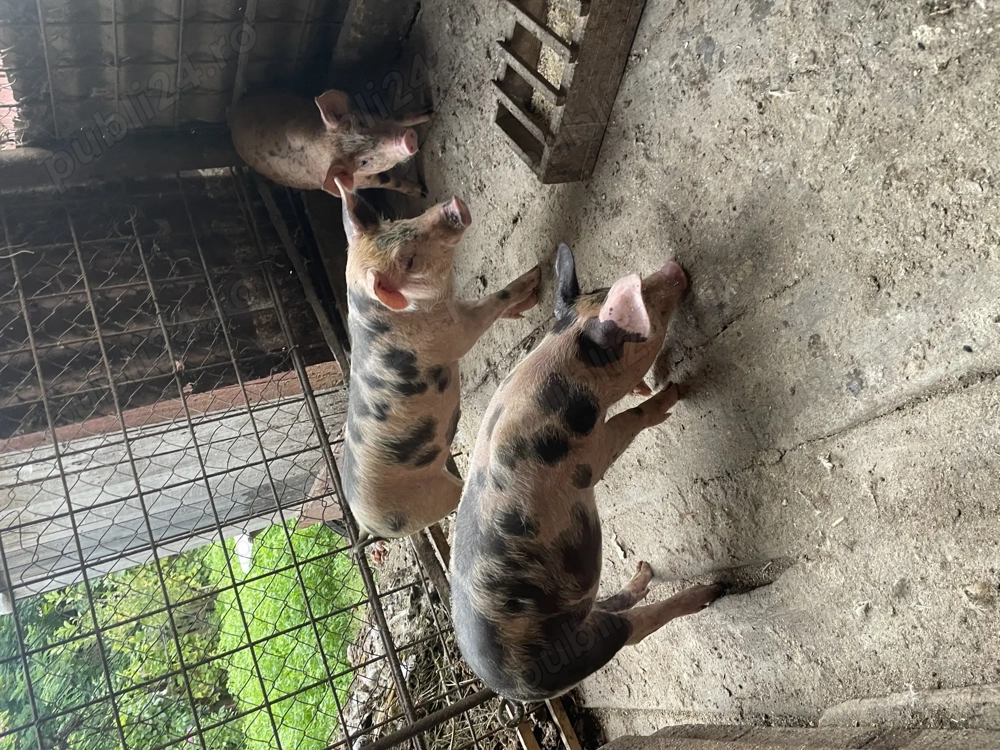 Porci de vânzare  Porci de vânzare