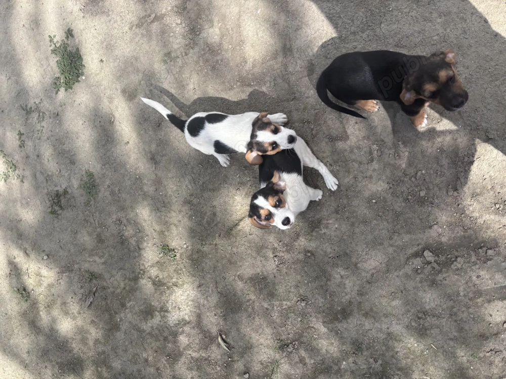 Cățeluși beagle Cățeluși beagle