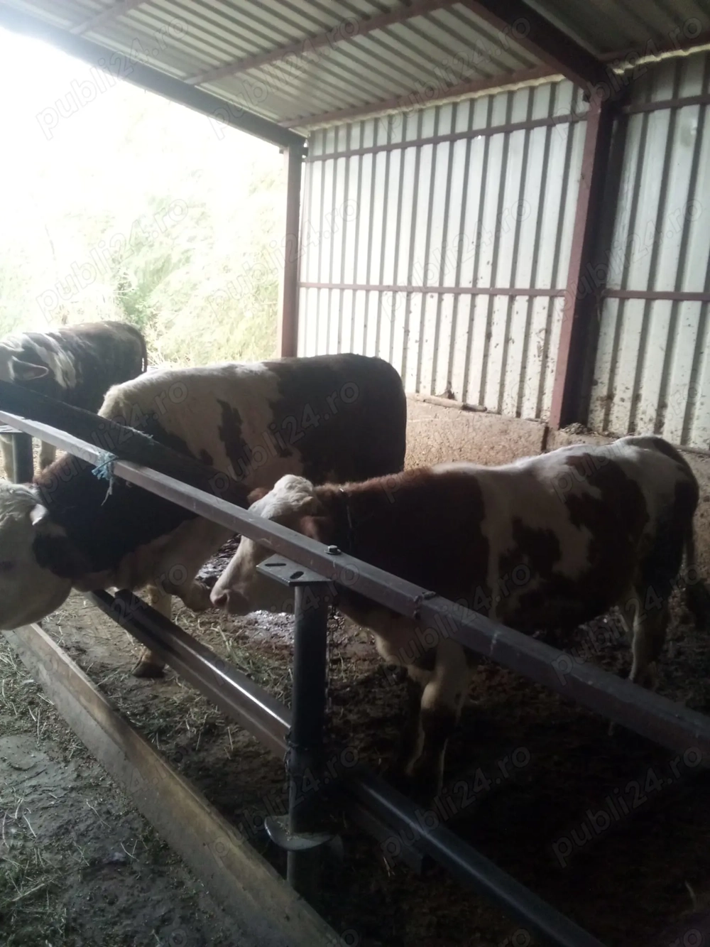 Vand trei taurasi baltati