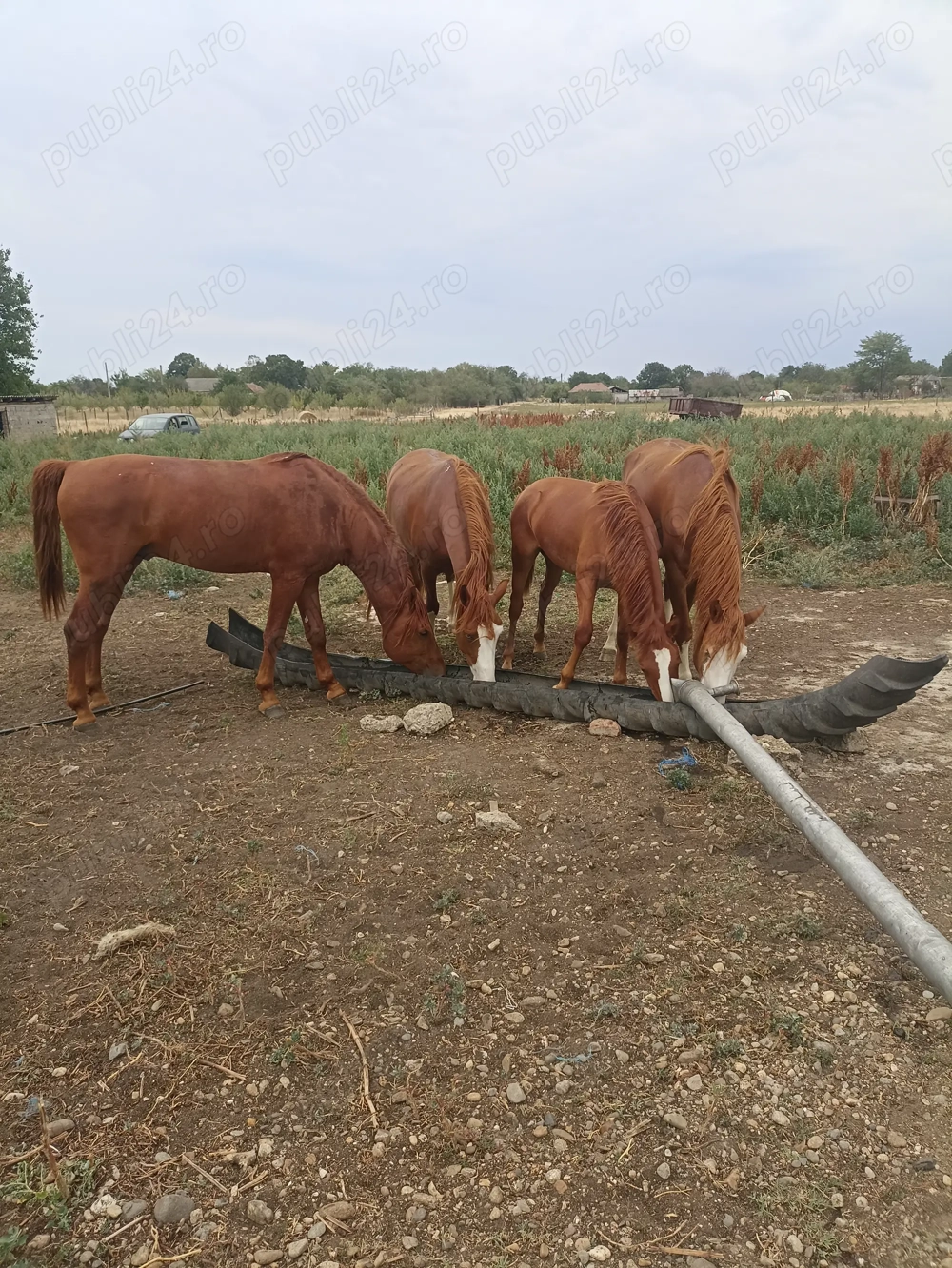 Vând oi și cai cine e interesat sa sune