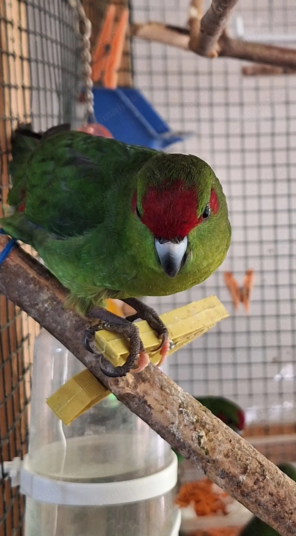 Papagali kakarii 2025