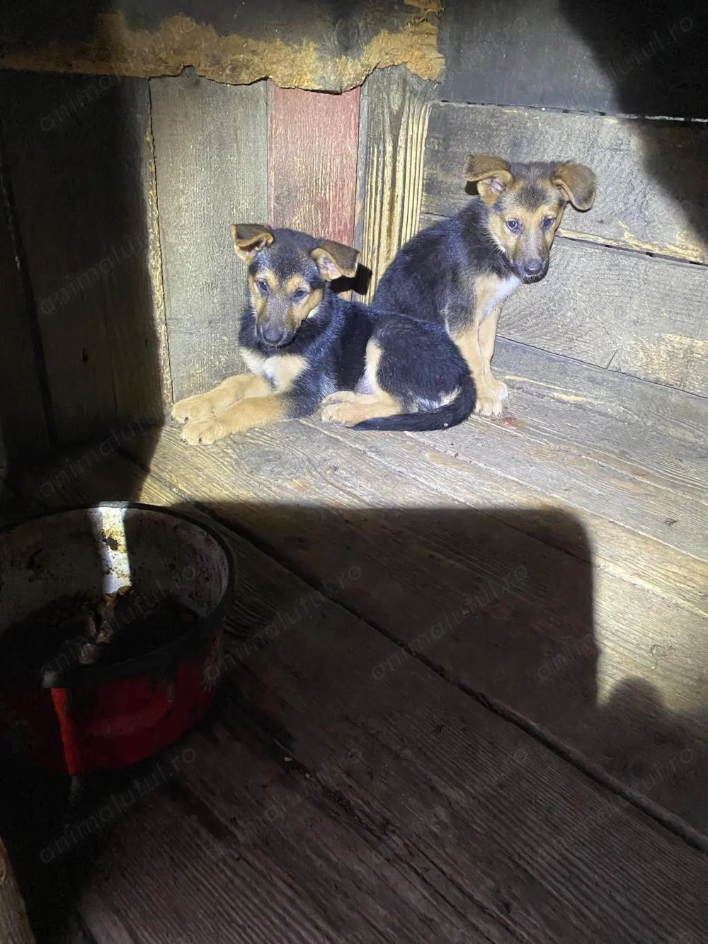 Vand pui ciobanesc german deparazitati Vand pui ciobanesc german deparazitati