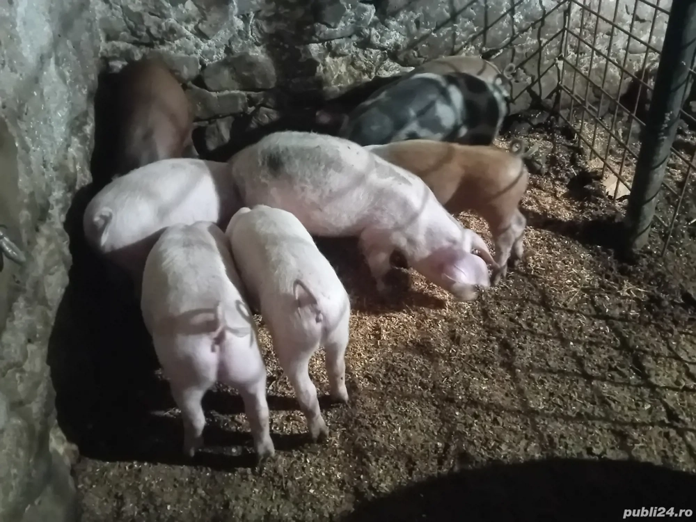 porci de vânzare  porci de vânzare