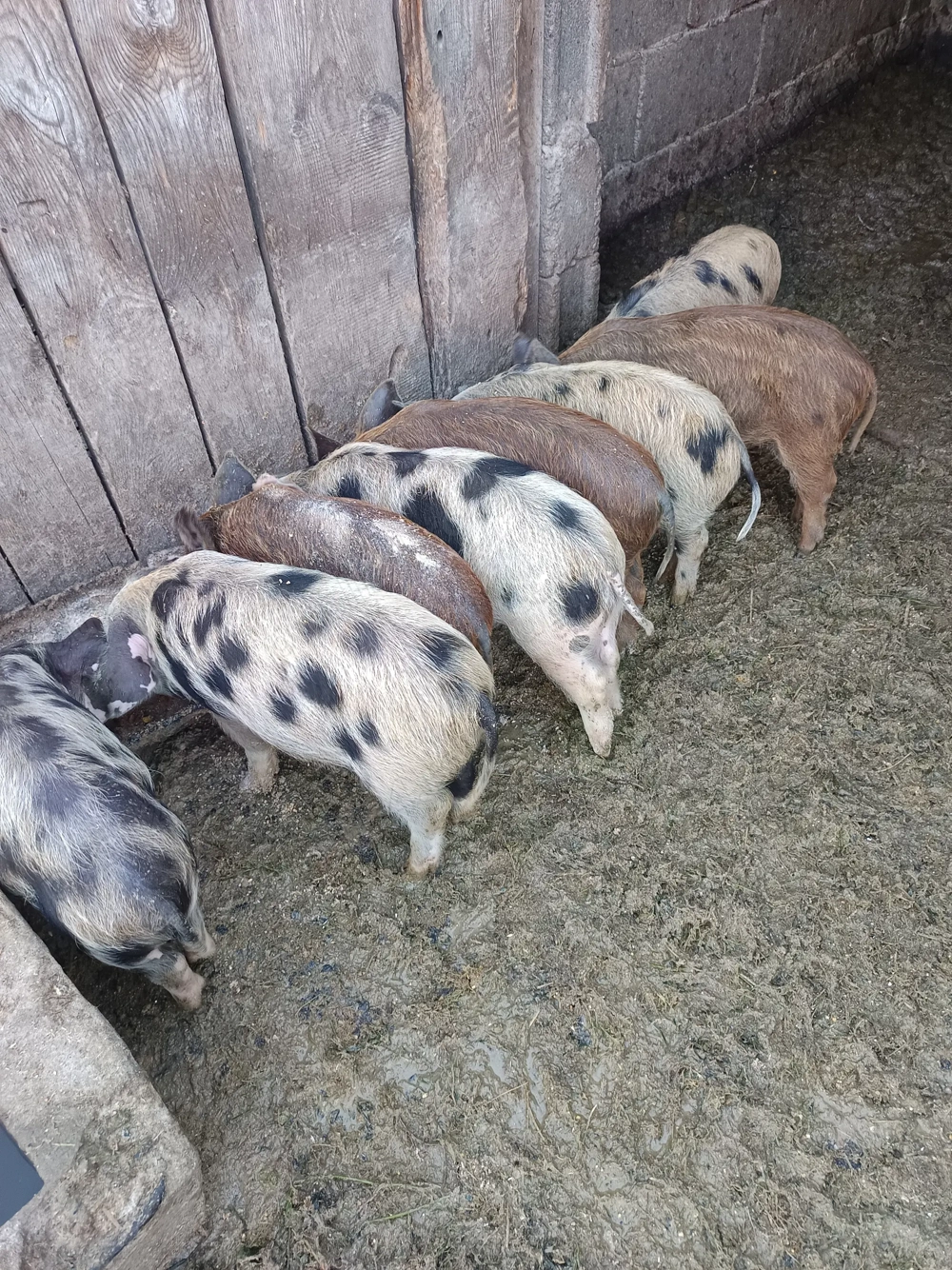 Vând purcei 14 buc de 8 săptămâni  Vând purcei 14 buc de 8 săptămâni