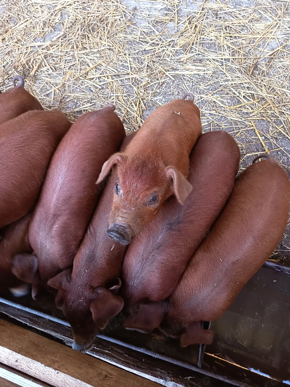 Purcei duroc de vanzare