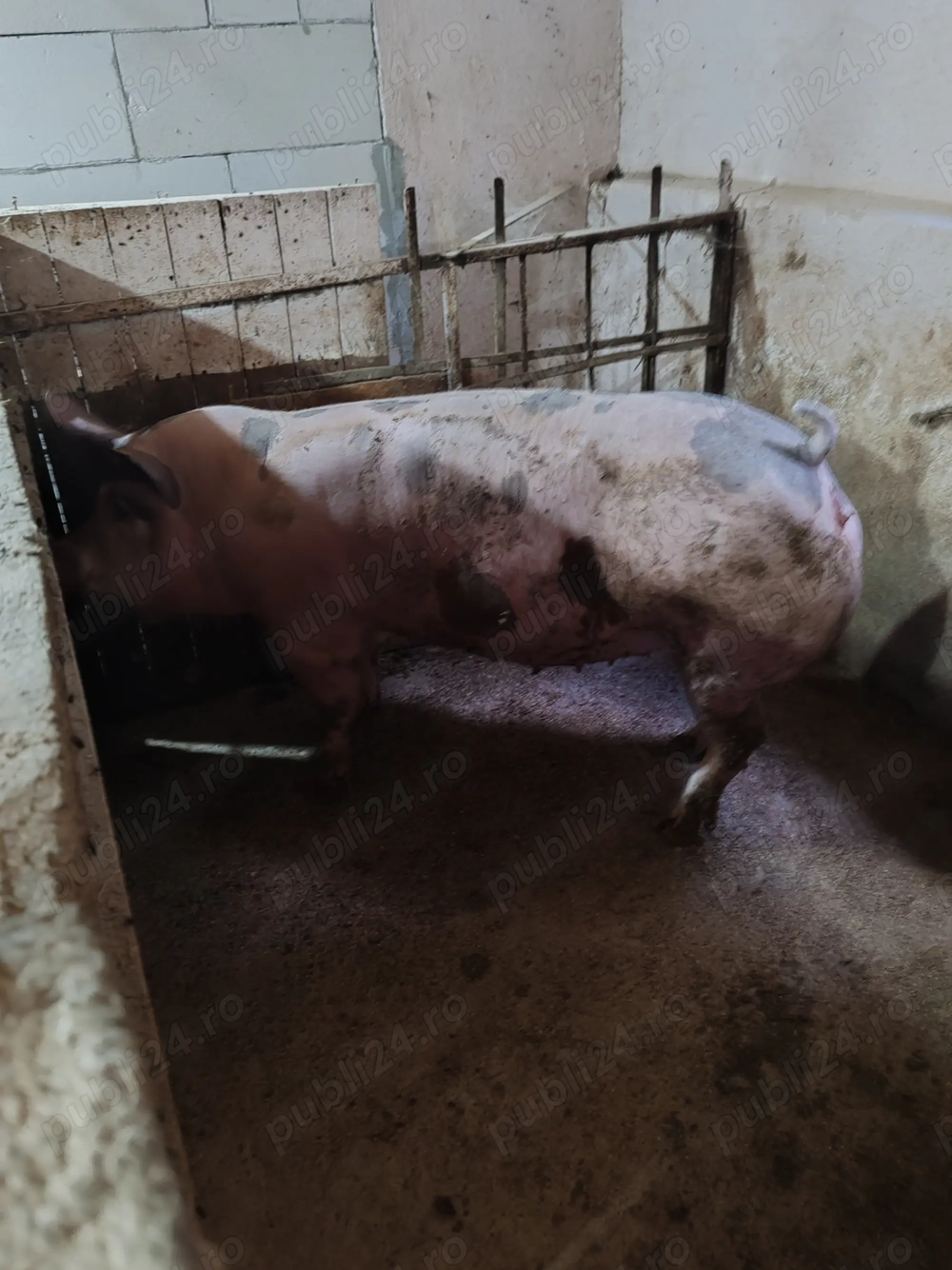 Scroafe gestante pietrain belgian Scroafe gestante pietrain belgian