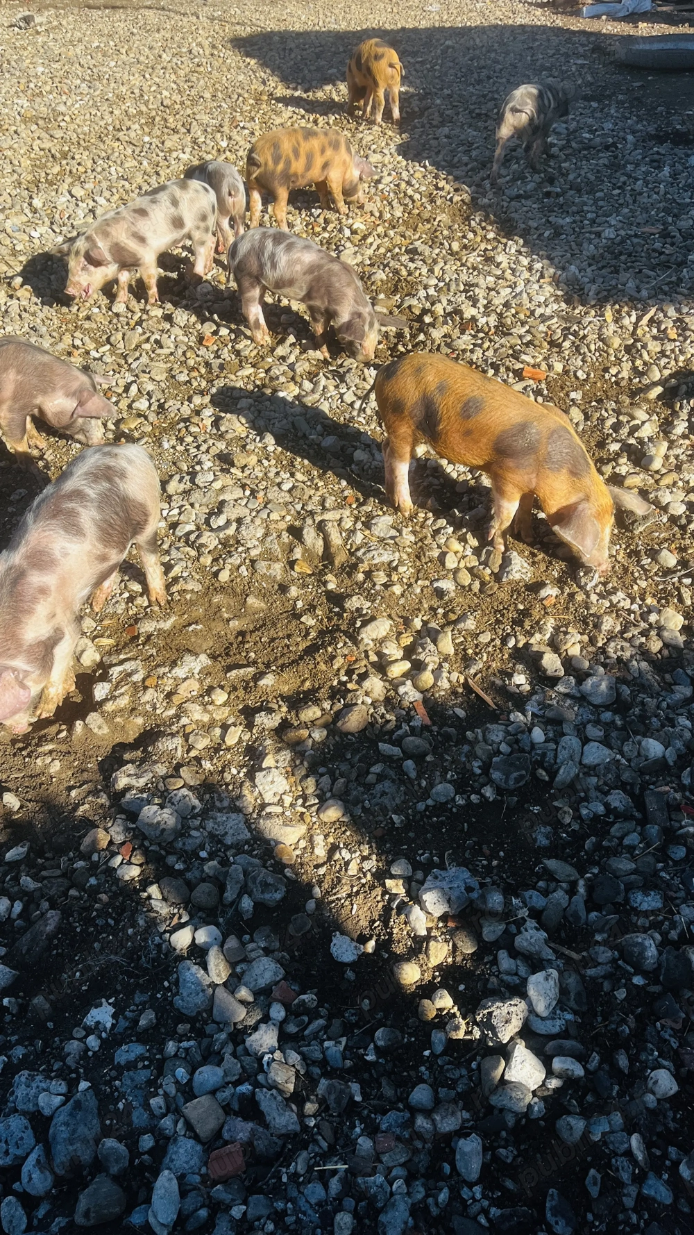 Vând purcei vârstă 2luni Vând purcei vârstă 2luni