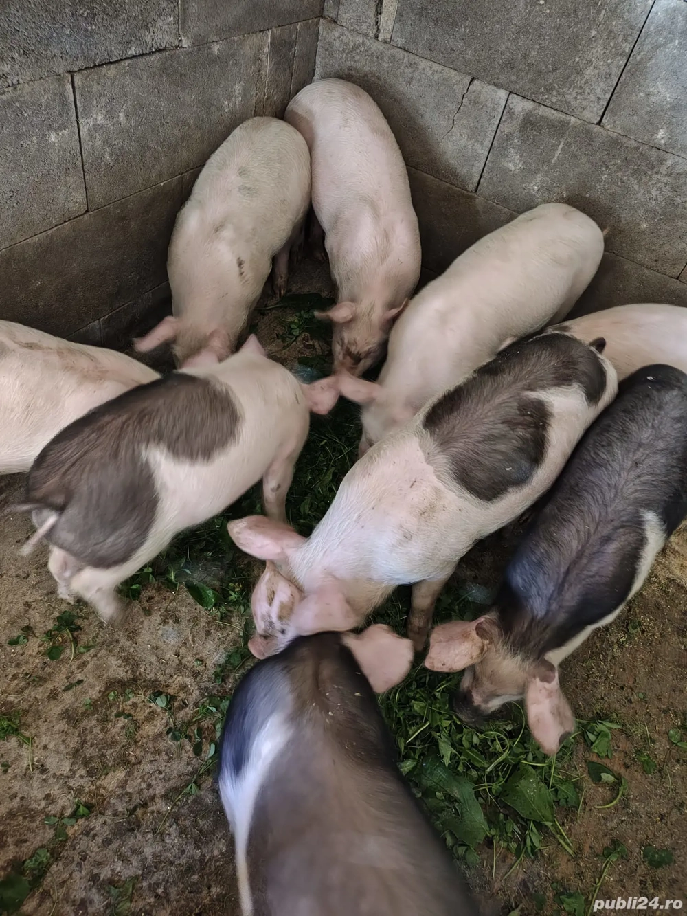 Vand purcei de 9 săptămâni 