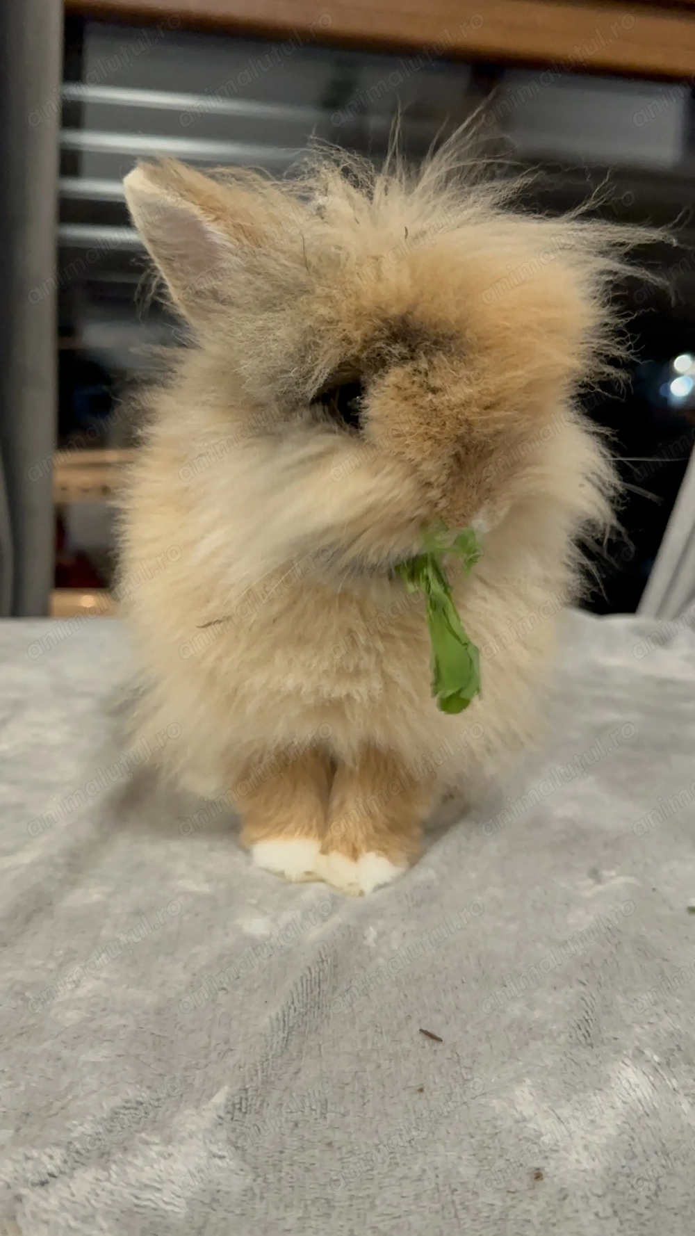 Ofer spre adoptie iepuras