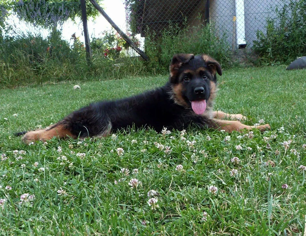 Cățeluși Ciobănesc Germ cu pedegree , linie de sânge import , 