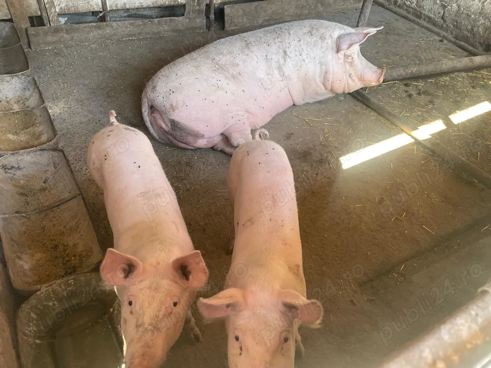 Porci de vânzare   14 lei kg