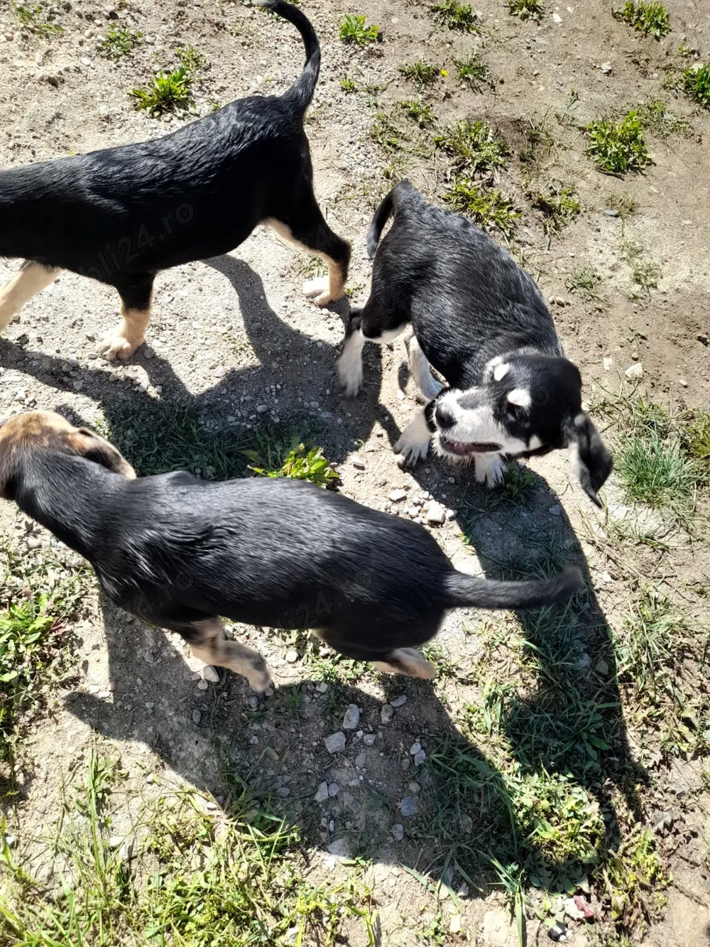 Donez caței Donez caței