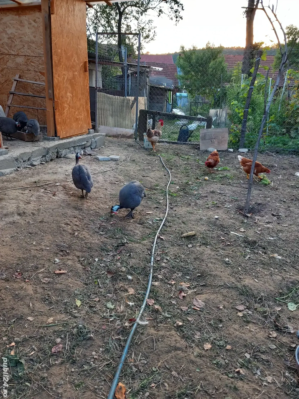 Vand bibilici Vand bibilici