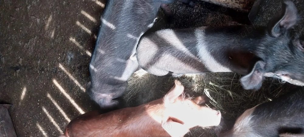 Purcei de vinzare Purcei de vinzare