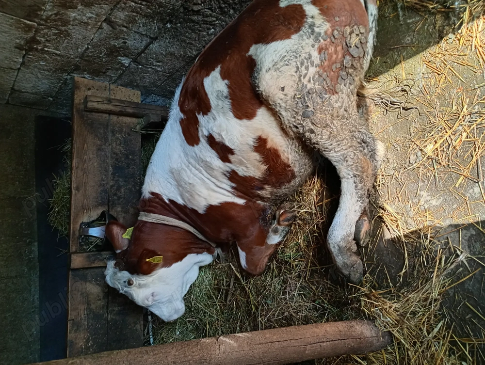 Vând sferturi de carne de vițel 30 de lei kg Vând sferturi de carne de vițel 30 de lei kg