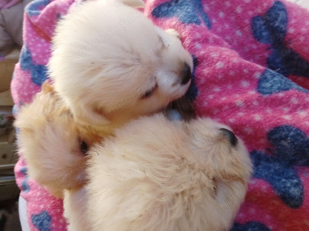 Bichoni Maltezi  Bichoni Maltezi