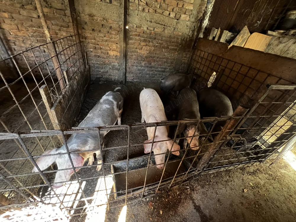 Vând purcei între 25 -50kg Vând purcei între 25 -50kg