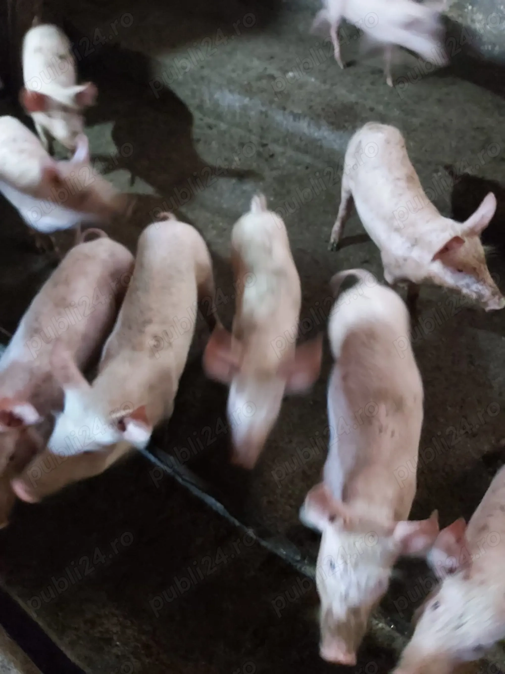 Vând purcei între 2 și 4 luni Vând purcei între 2 și 4 luni