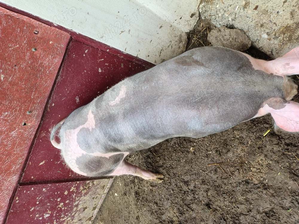 De Vânzare  De Vânzare