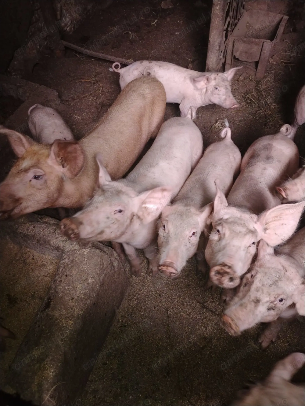 Purcei de vanzare Purcei de vanzare