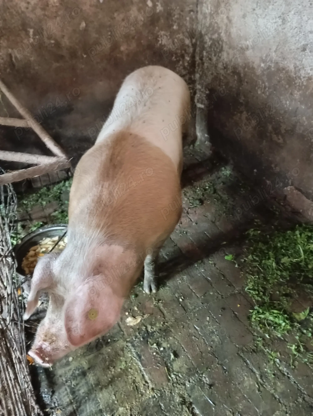 Șoldană de vânzare Șoldană de vânzare