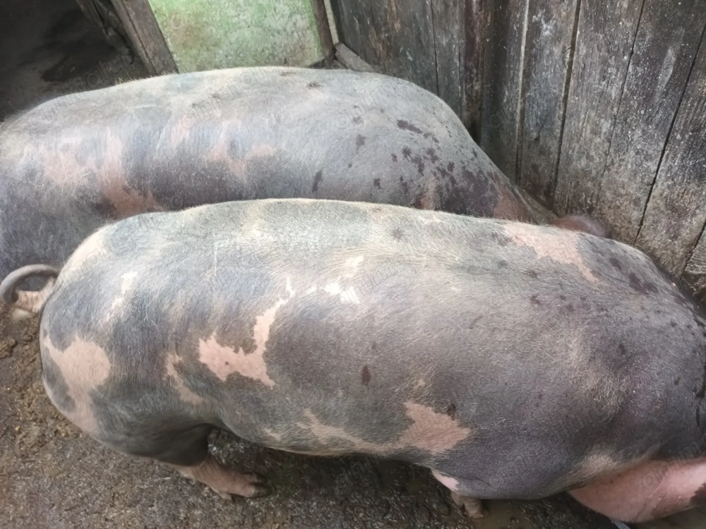 Vand porci petrani Vand porci petrani