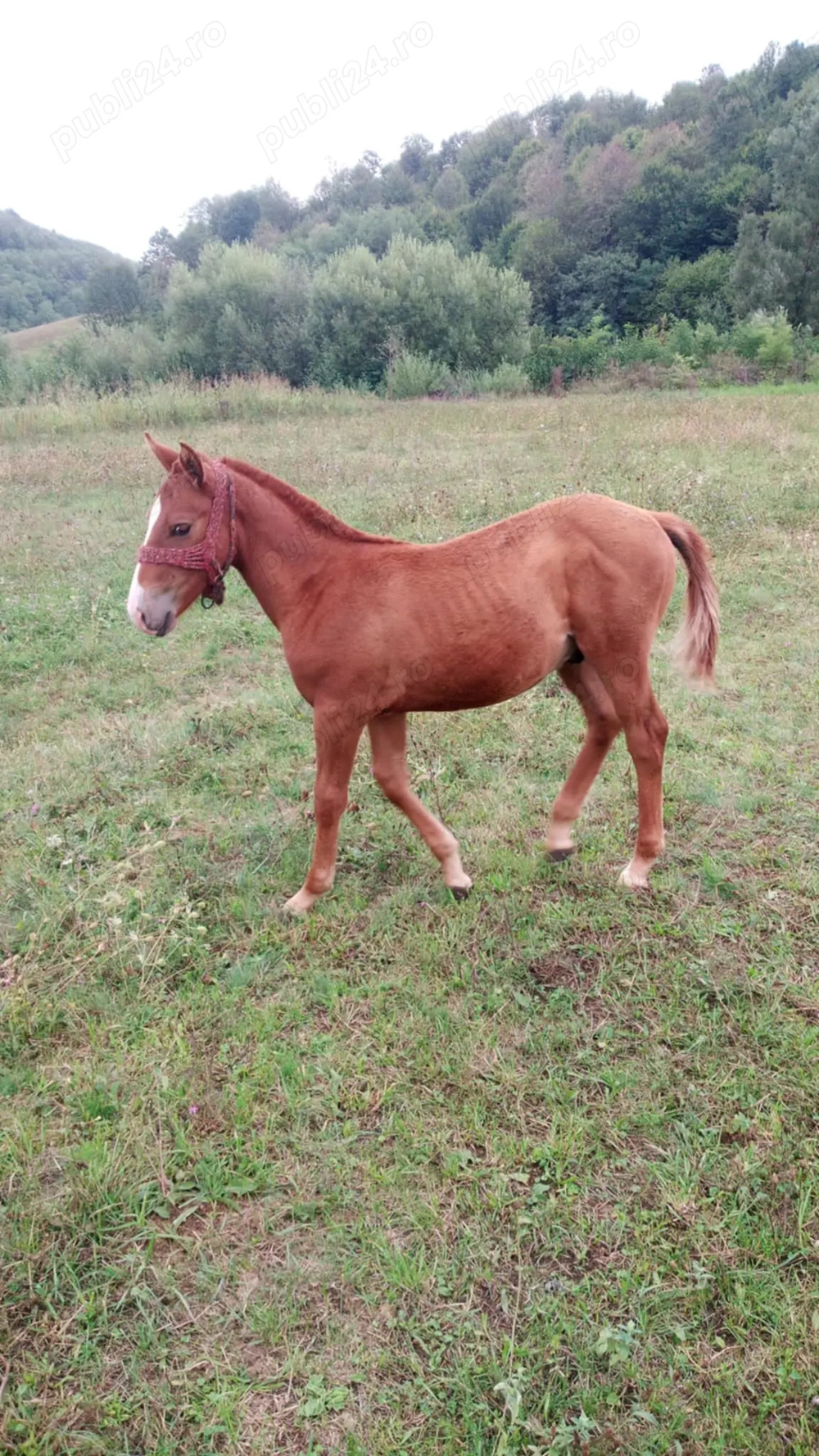 Mânz de 3luni jumătate 