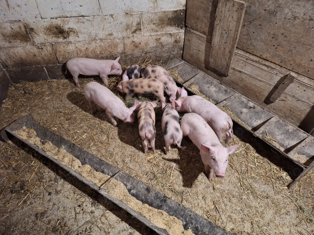 Vand purcei  8 saptamani Vand purcei  8 saptamani