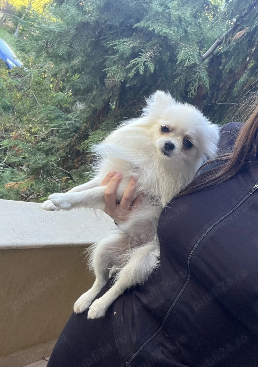 Fetița Pomeranian pedigree FCI 