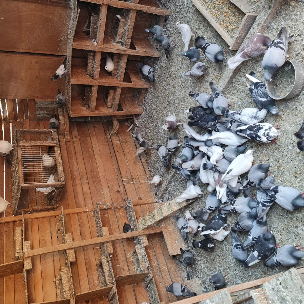 Vand porumbei voiajori si curcanasi 