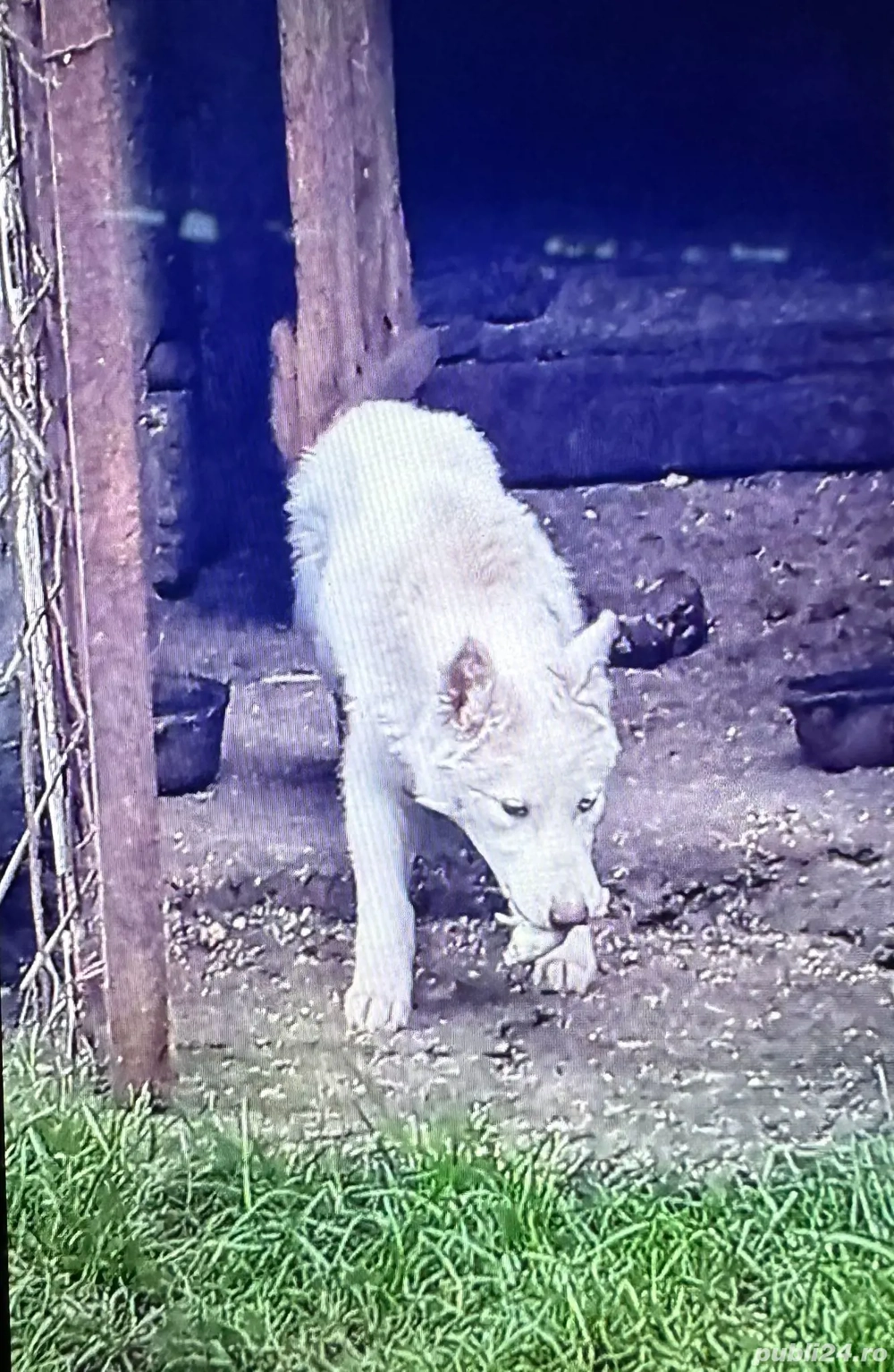 Căței,hasky,siberian,de,vînzare,