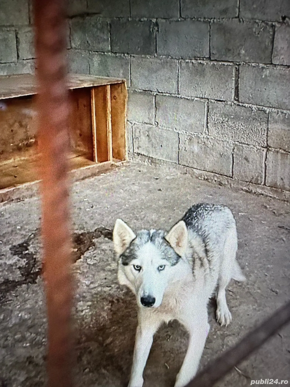 Donat,căței,husky,siberian,albi cu gri,ochi,albaștri,cu,carnet,sănătate,vaccinați,și,deparazit Donat,căței,husky,siberian,albi cu gri,ochi,albaștri,cu,carnet,sănătate,vaccinați,și,deparazit