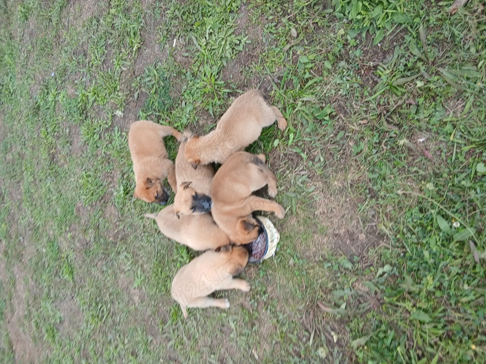 Căței rasa belgian Malinais Căței rasa belgian Malinais