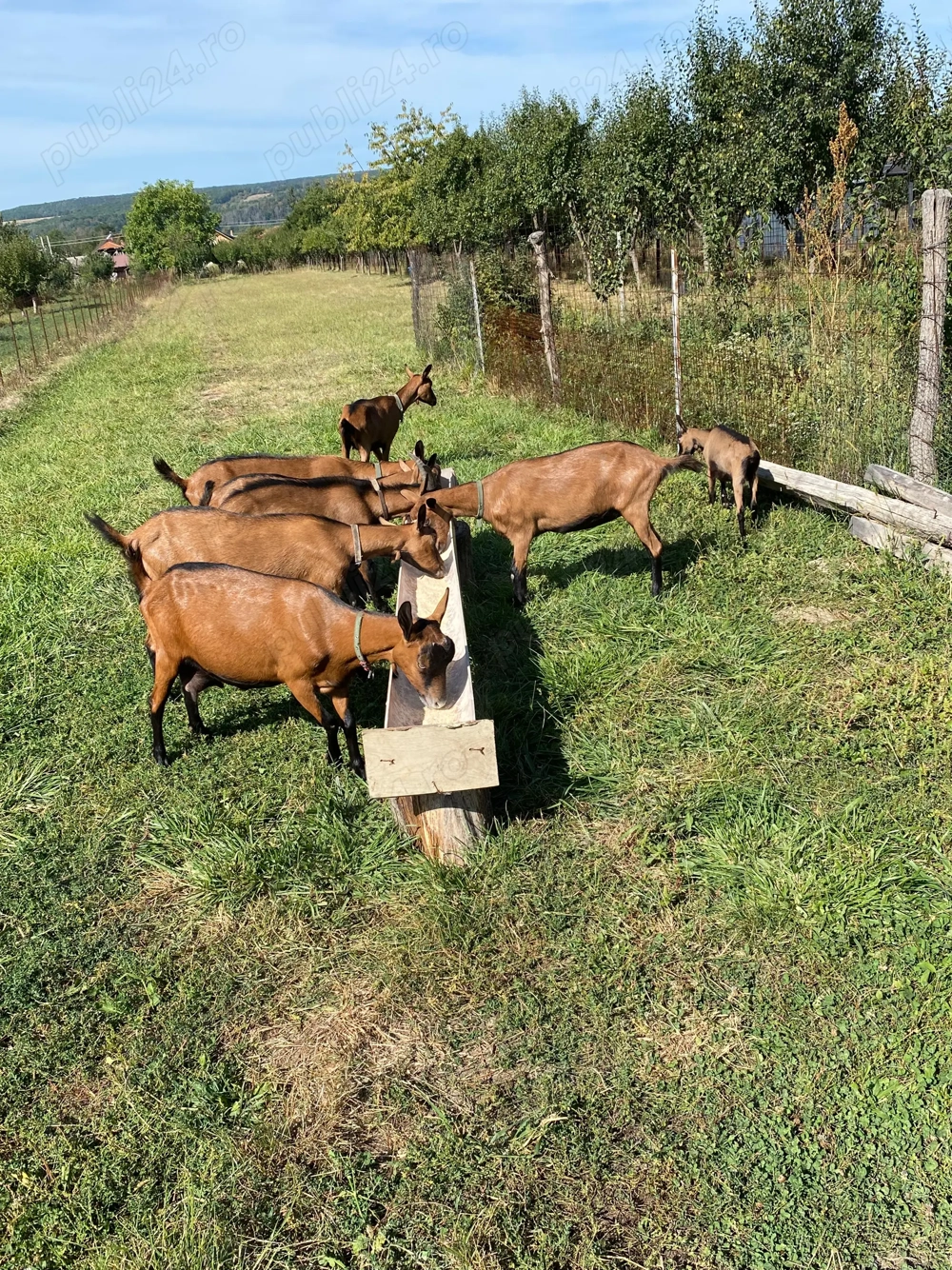 Vand capre alpine franceze , bune de lapte la a doua fatare